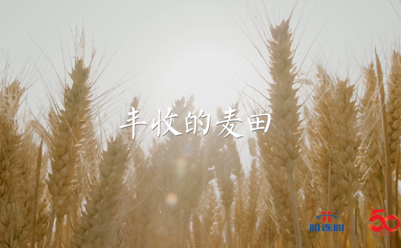 丰登的麦田
